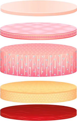 skin